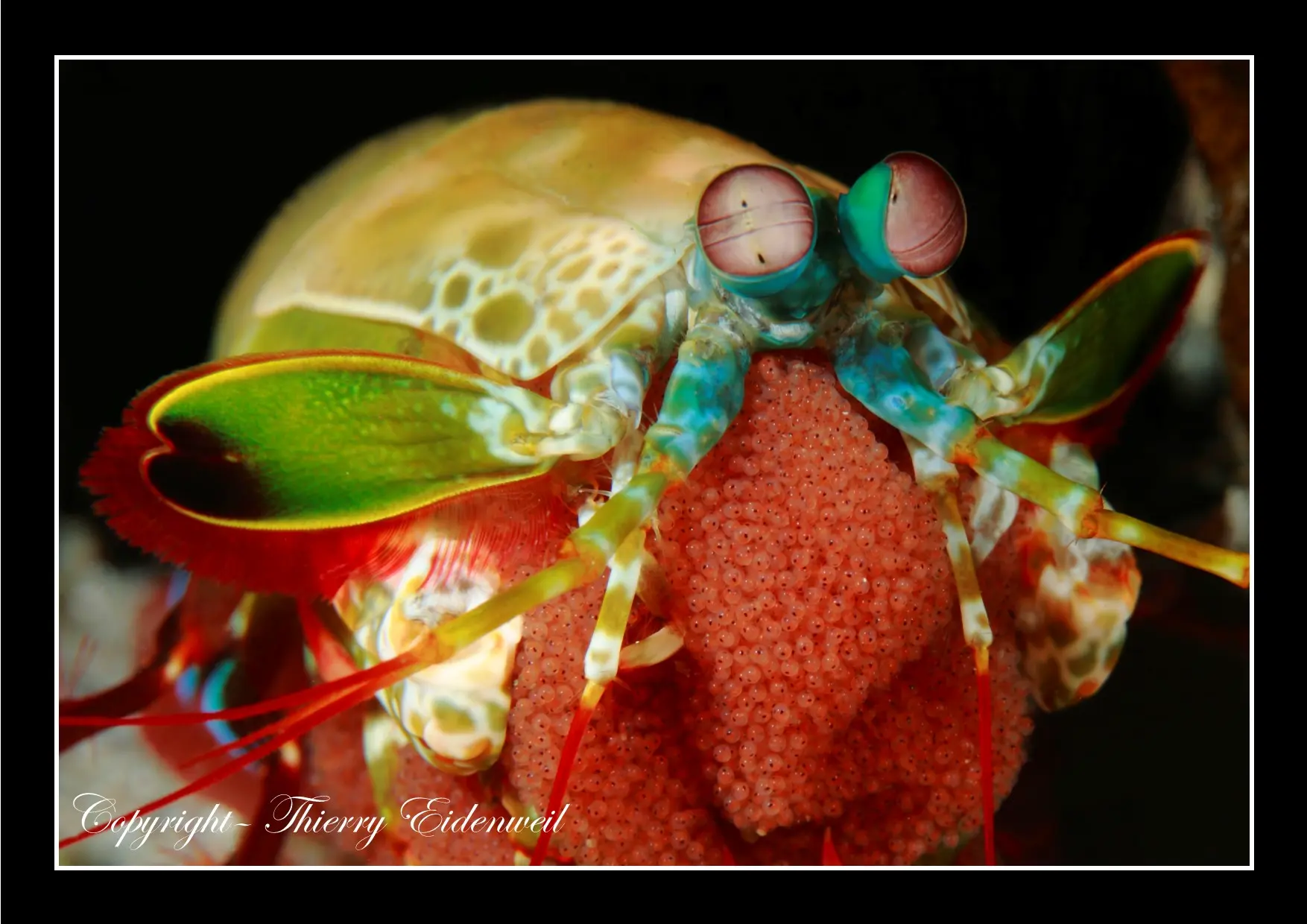 Anilao Macro Dive Media Highlight